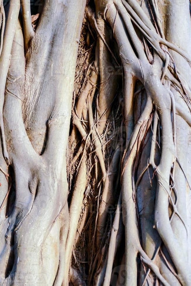 Tree roots detail photo