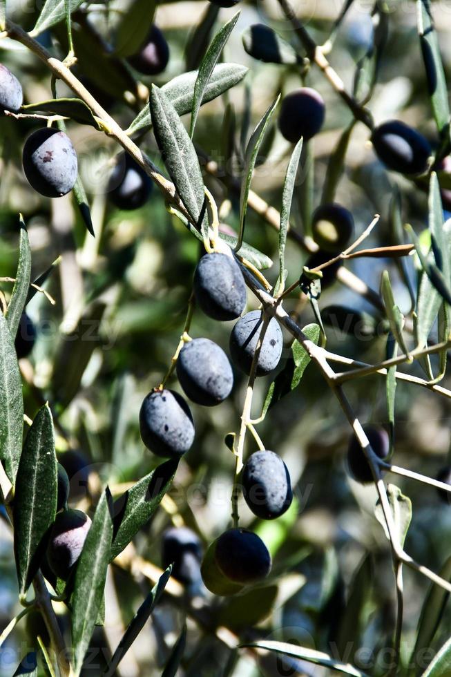 Olives on a branch photo