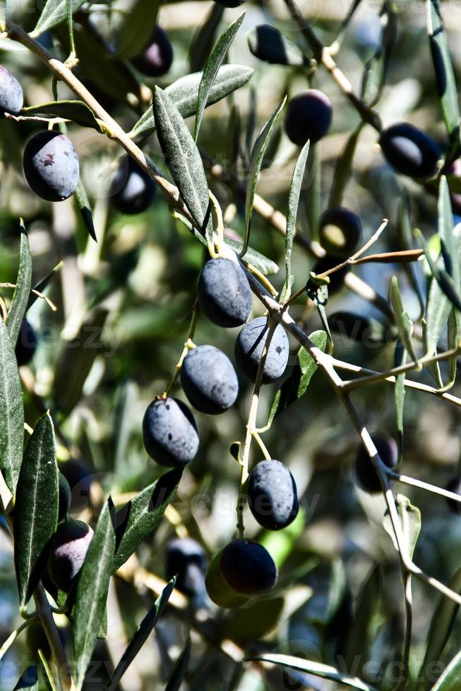 aceitunas en una rama foto