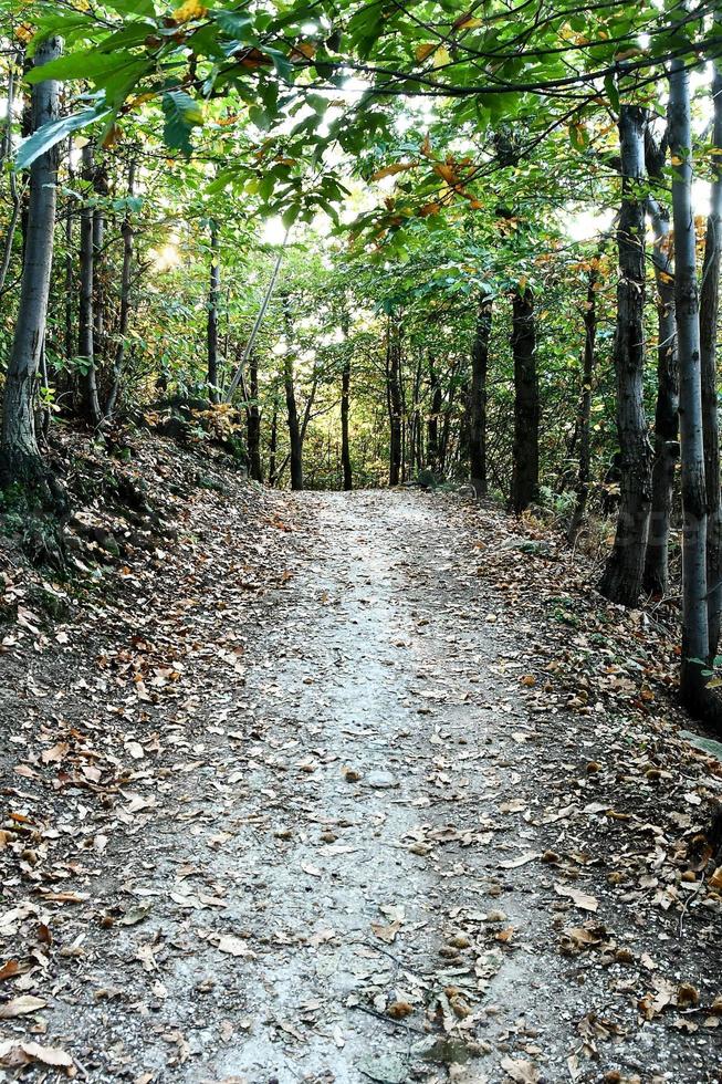 Path in the woods photo