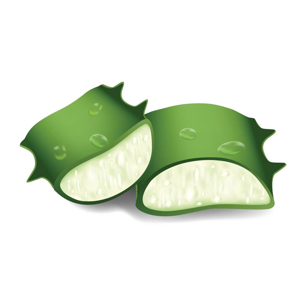 Cutted aloe icon, cartoon style vector