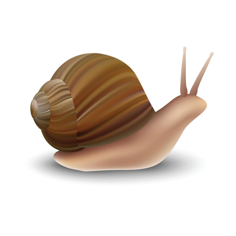 maqueta de caracol, estilo realista vector