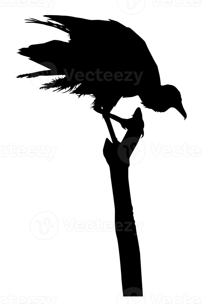 Silhouette of the Black Vulture Bird, Based on my Photography, Location in Nickerie, Suriname, South America. Format PNG