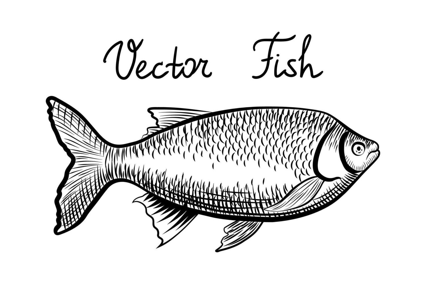 Realistic image of fish in profile. Hand drawn drawing in the style of engraving. Black and white fish isolated on white. Vector illustration