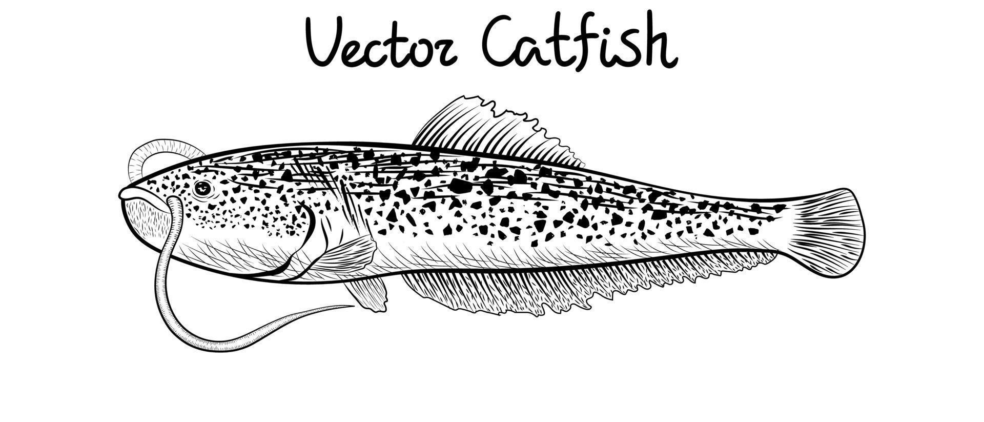 Vector Catfish illustration. kind of fish from the side. black and white horizontal drawing. Realistic engraving of fish isolated on white. Hand drawn illustration.