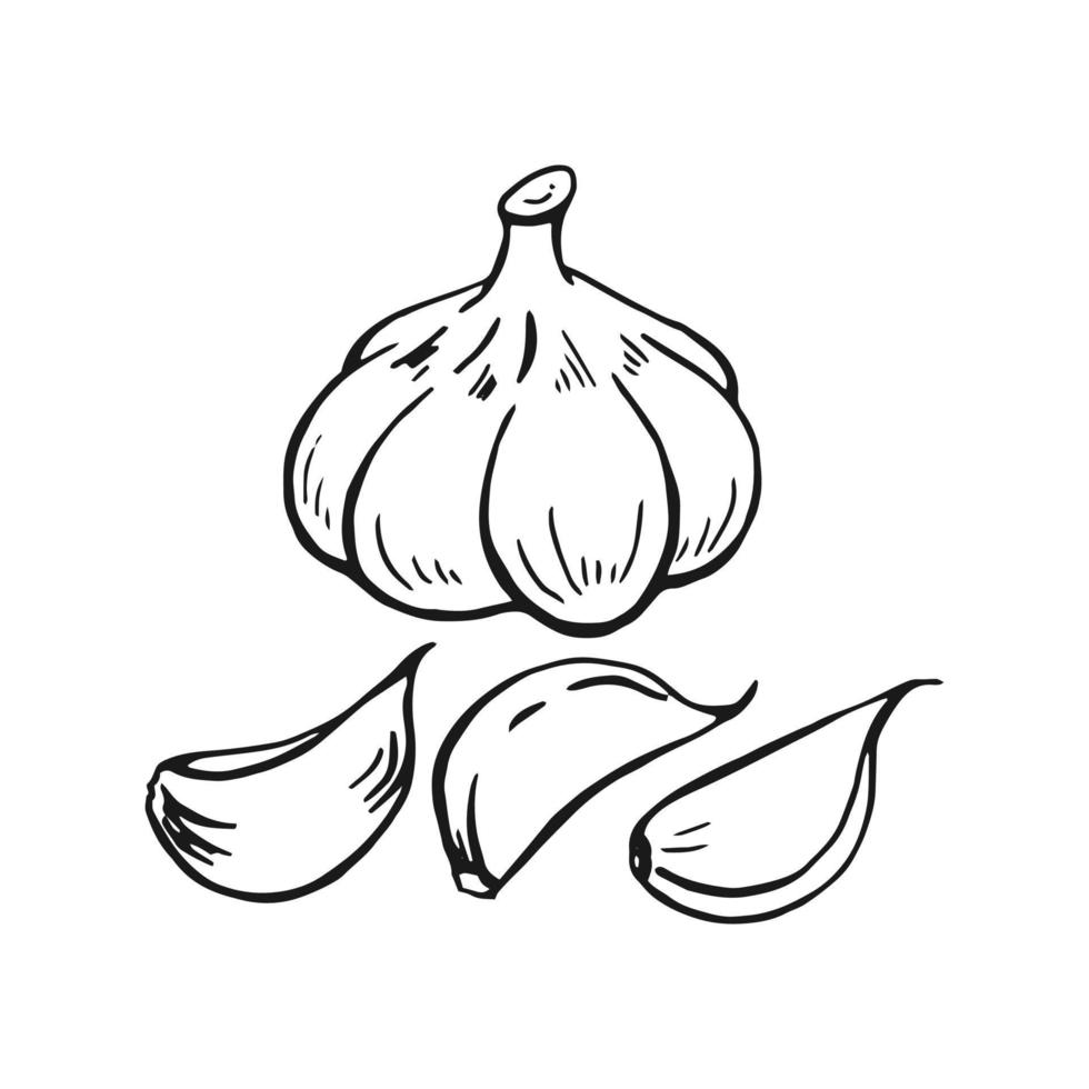 Set of garlic outline. Hand drawn vector illustration. Farm market product, isolated vegetable, engraved bunch of garlic.