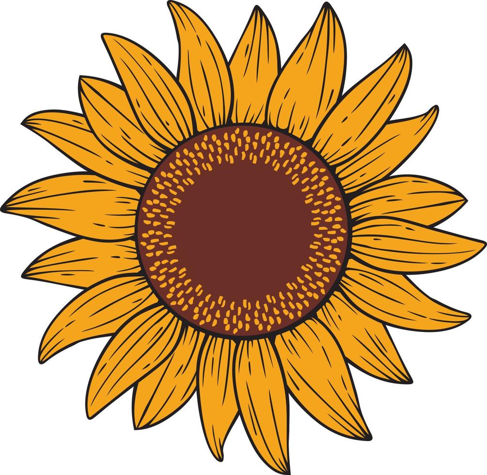 Sunflower Color Vector Illustration