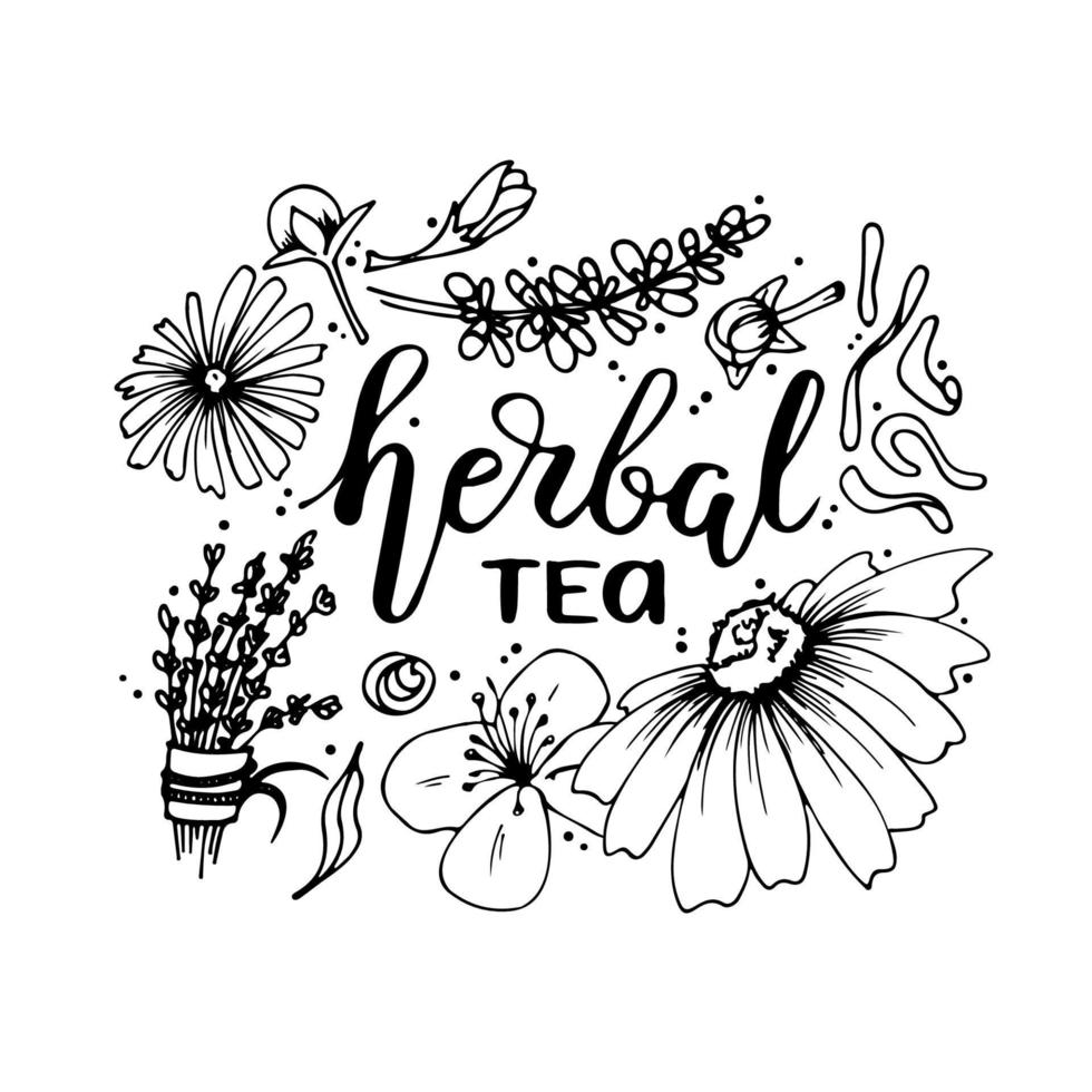 vector handwritten lettering quote with tea phrase. hand drawn calligraphy type