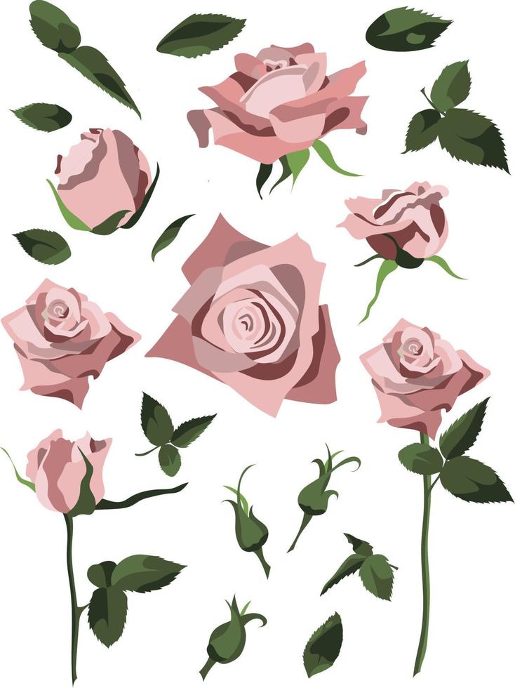 conjunto de elementos de diseño floral, rosas y capullos, hojas y tallos. aislado sobre fondo blanco vector