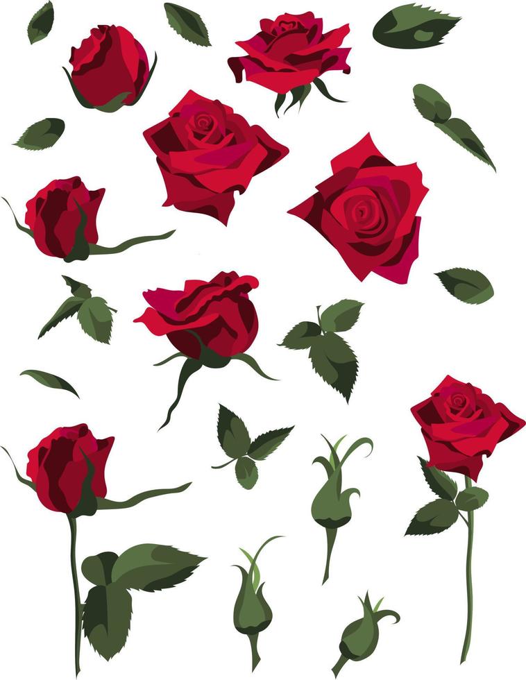 conjunto de elementos de diseño floral, rosas rojas y capullos, hojas y tallos. aislado sobre fondo blanco vector