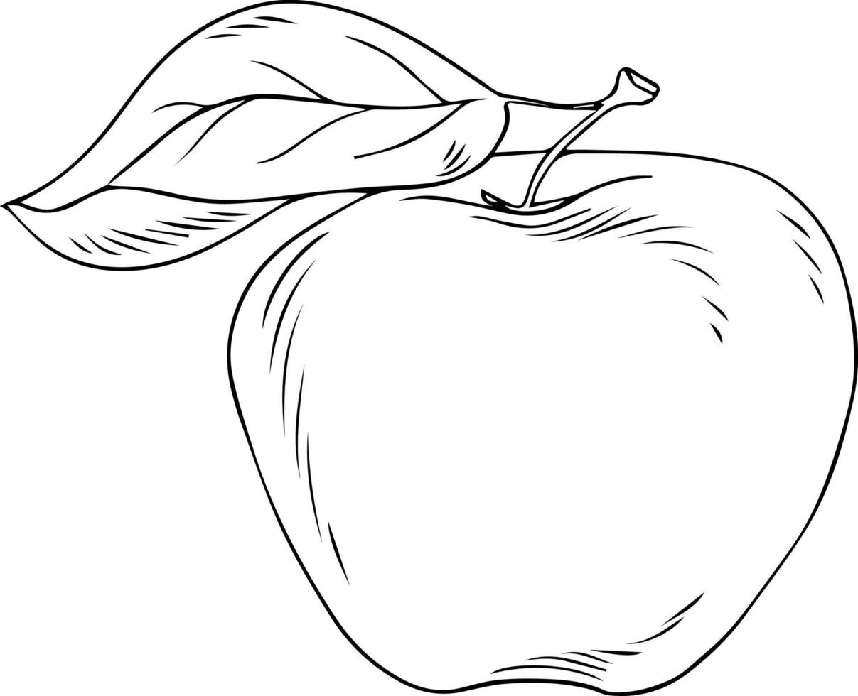 Apple sketch in engraved style isolated on white background. Line art