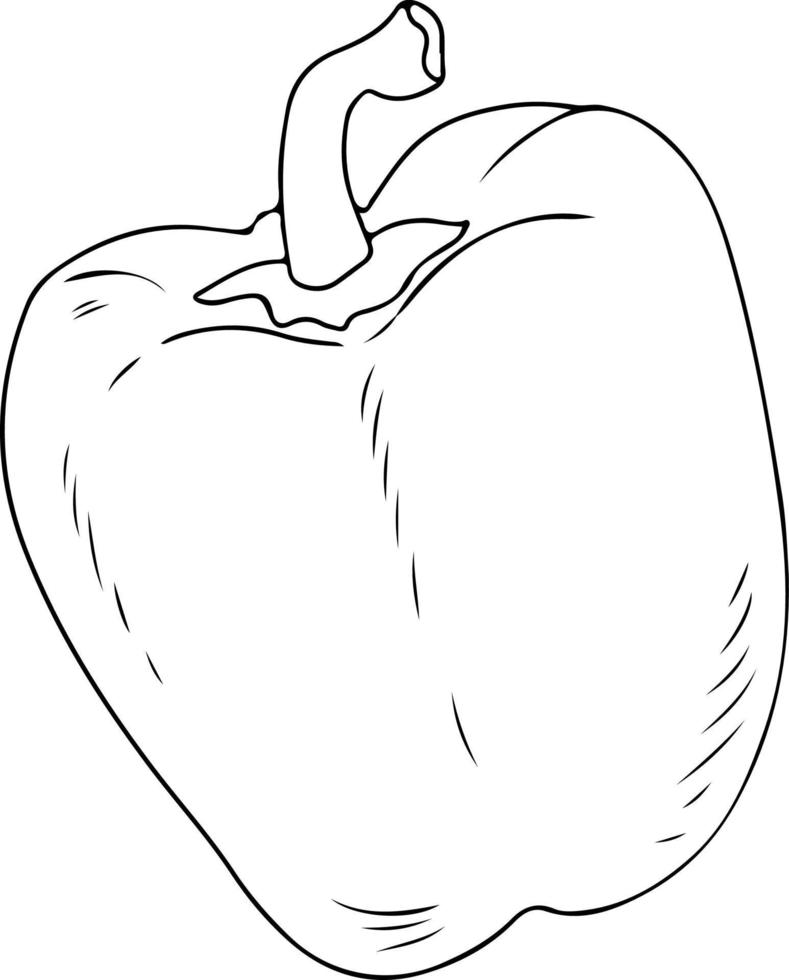 Whole bell pepper sketch, black outline on white background vector