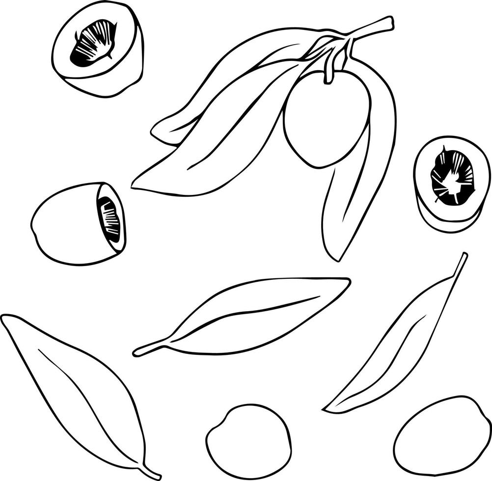 rama de olivo y bosquejo de frutas separadas, frutas con hojas. contorno negro sobre fondo blanco vector