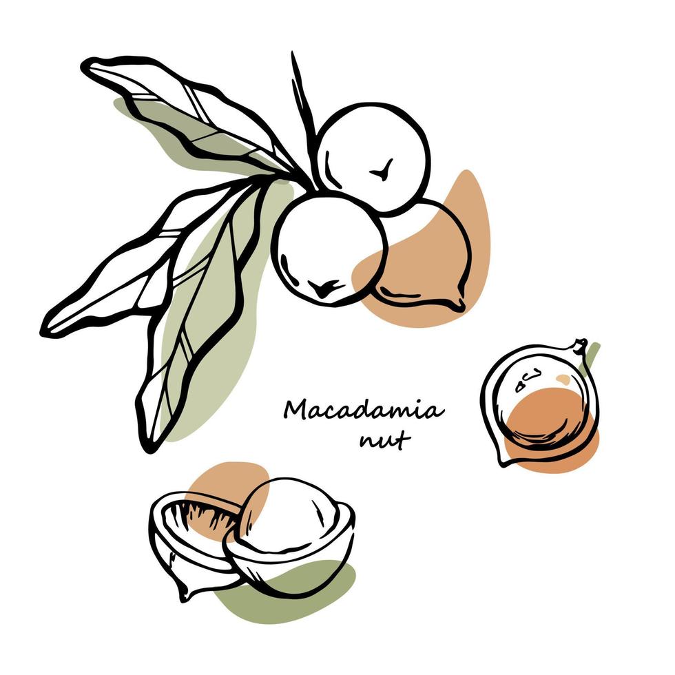 conjunto de elementos de nueces de macadamia. ilustración vectorial dibujada a mano con manchas de color verde y marrón. vector