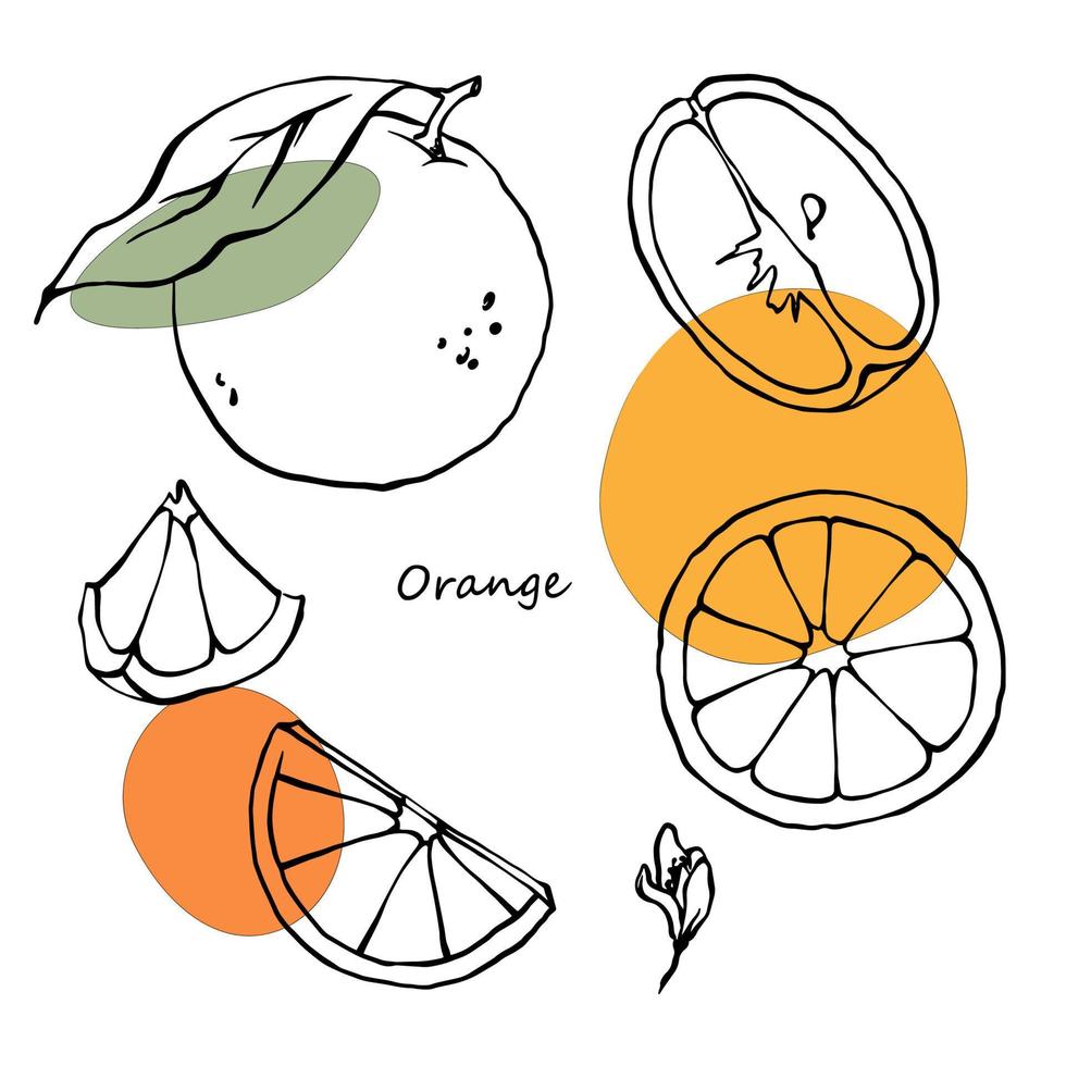 diseño vectorial de piezas de fruta naranja con manchas de color dreen y naranja. conjunto de ilustración de estilo dibujado a mano. vector