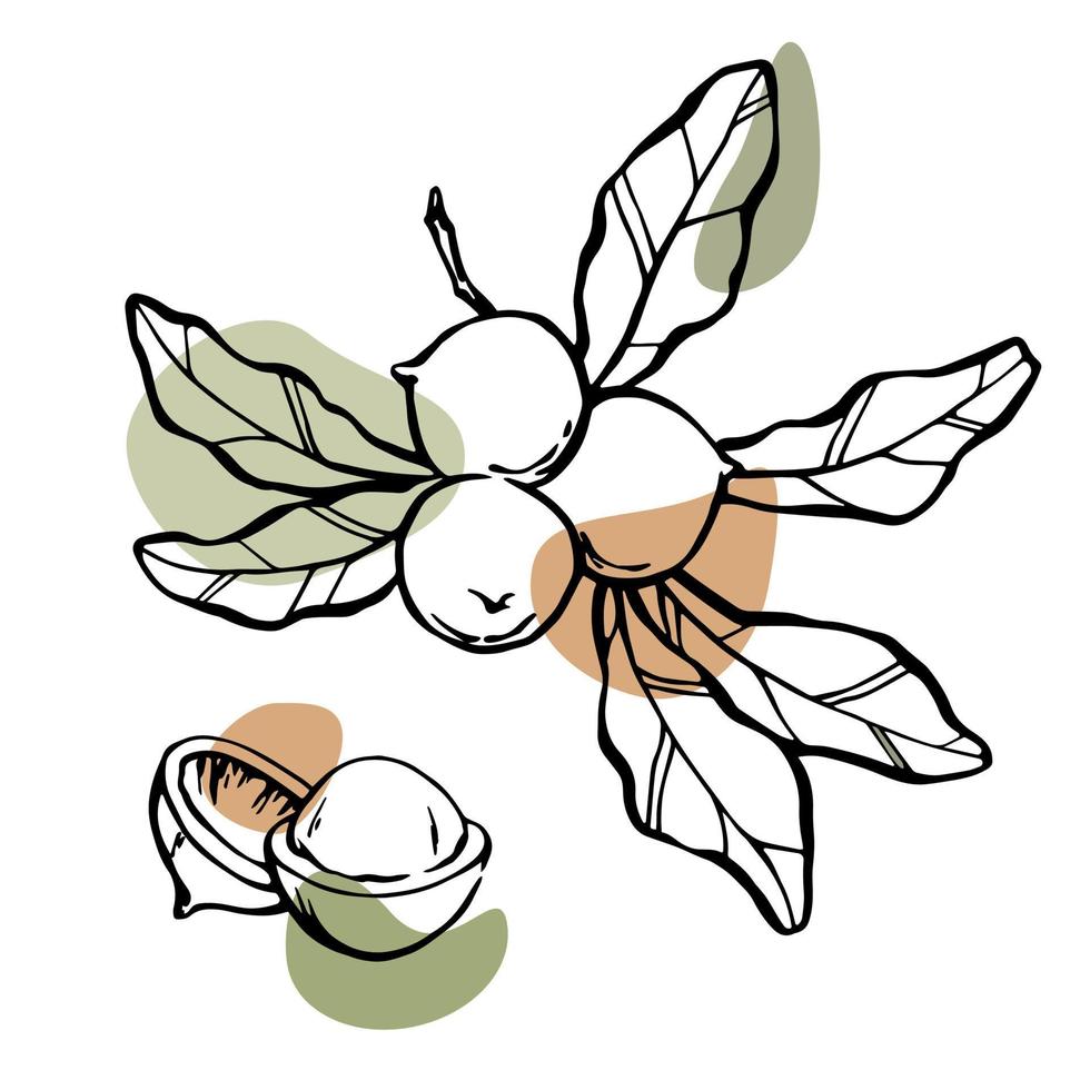 dibujo de nueces de macadamia. ilustración lineal vectorial negra y blanca con manchas de color verde y marrón. vector