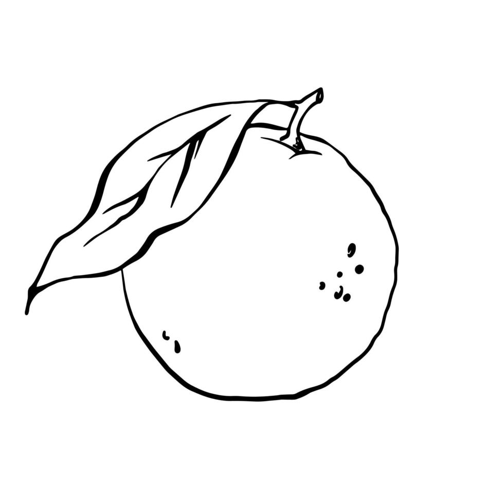 Orange vector ink drawing. Hand drawn black and white citrus fruit illustration. Outline sketch.