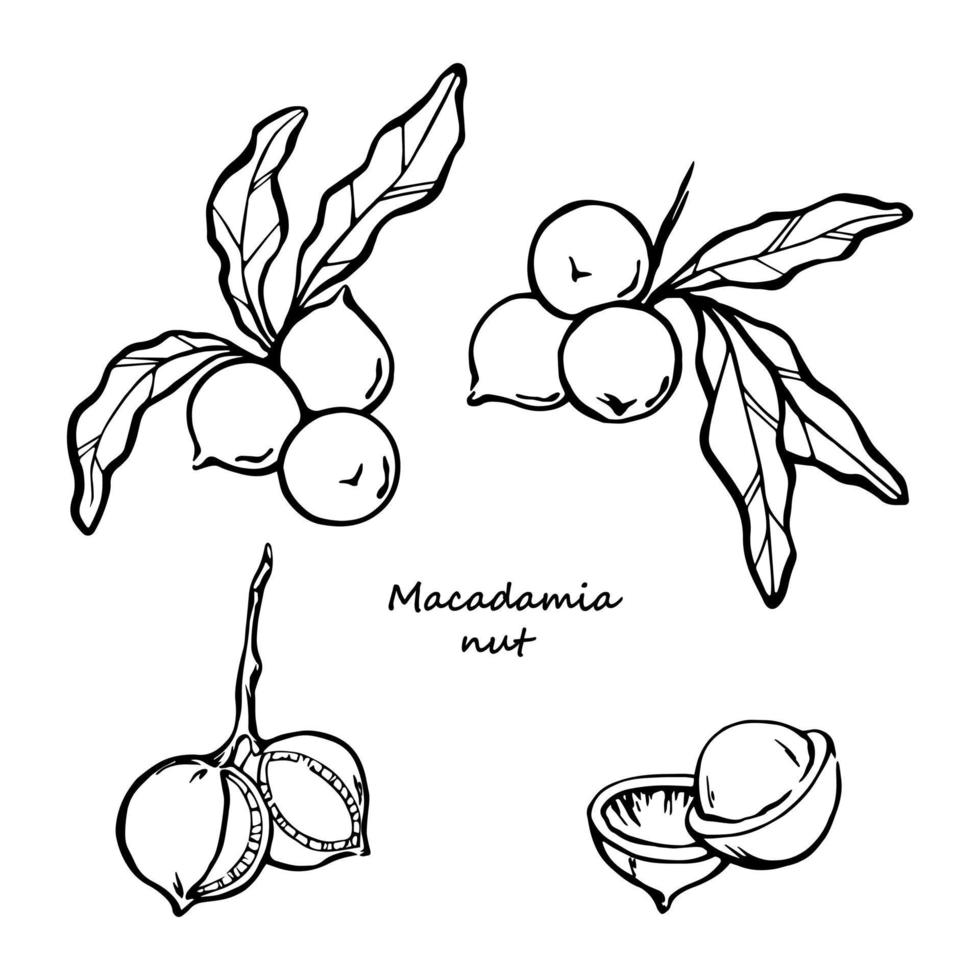 dibujo de nueces de macadamia. vector ilustración lineal a mano alzada en blanco y negro.