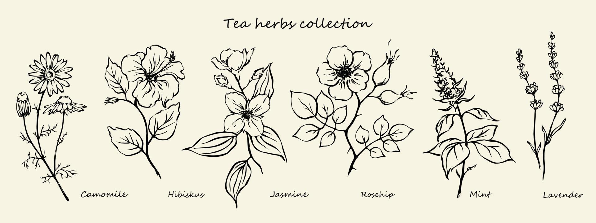 Hand drawn set of tea herbs illustrations. Outline drawings mint, chamomile, rosehip, hibiskus, jasmine, lavender. Herbal tea design elements. vector