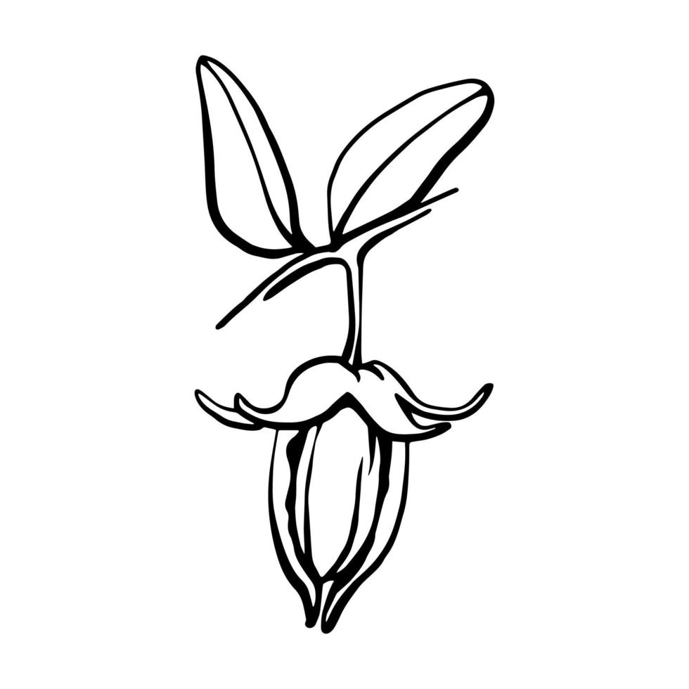 Jojoba seeds on branch vector drawing. Black and white outline botanical illustration. Hand drawn design element for organic oil and cosmetics,