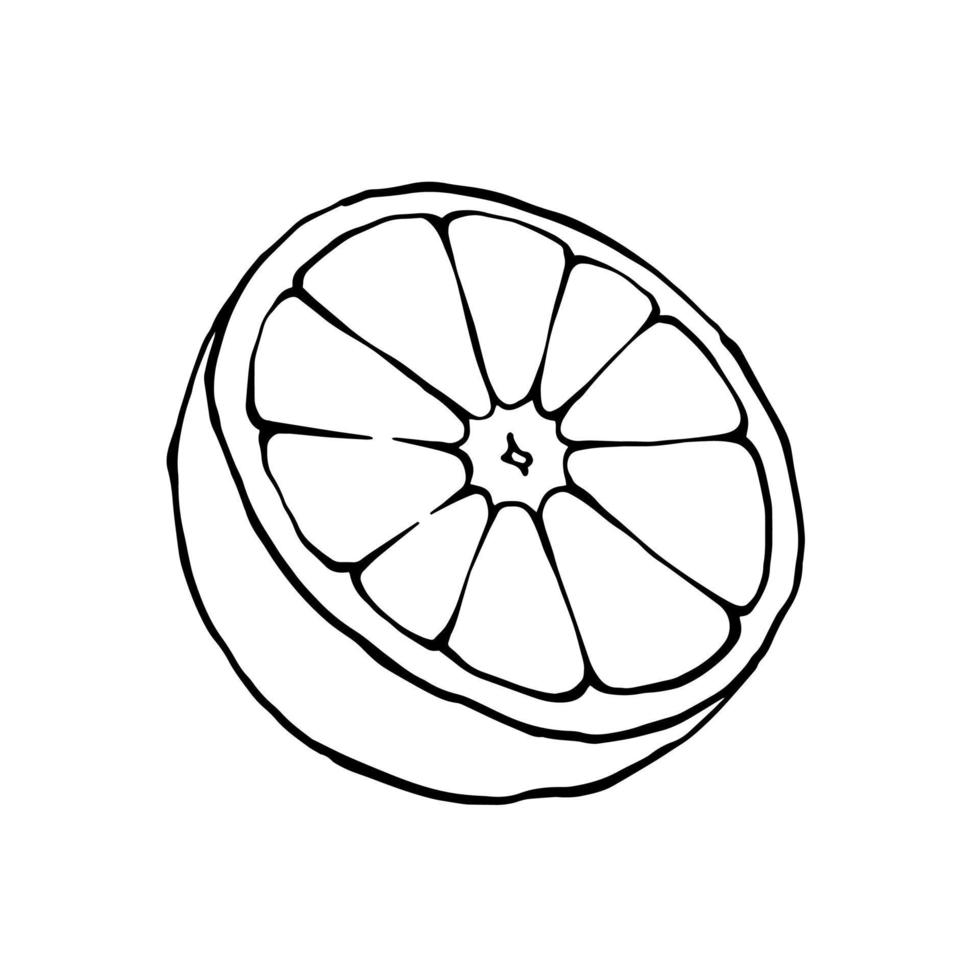 Orange half vector drawing. Outline black and white illustration of cut citrus fruit.