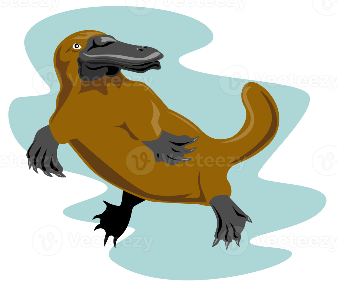 Platypus Front View png