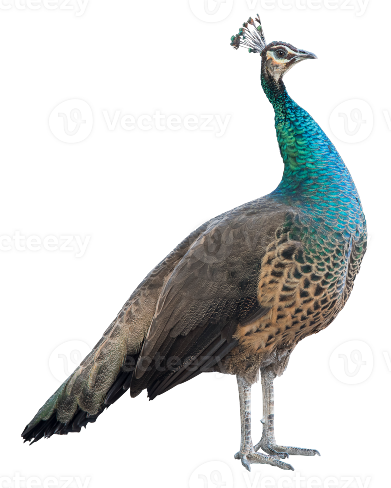 One standing peacock isolated png