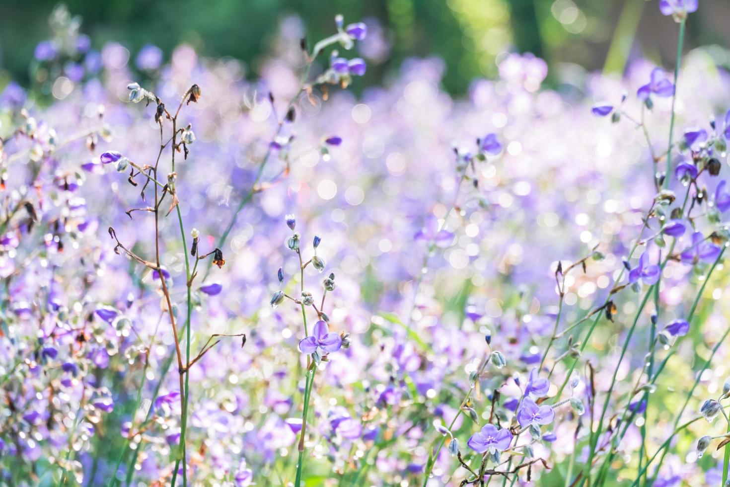 blurred,Purple flower blossom on field. Beautiful growing and flowers on meadow blooming in the morning,selective focus photo