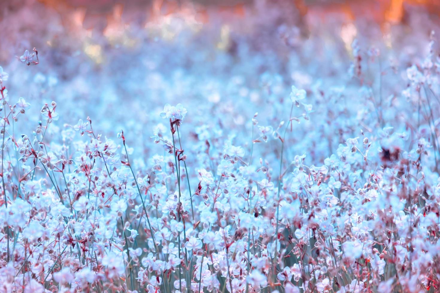 Purple flower blossom on field, Beautiful growing and flowers on meadow blooming in the morning.Soft pastel on nature bokeh background,vintage style photo