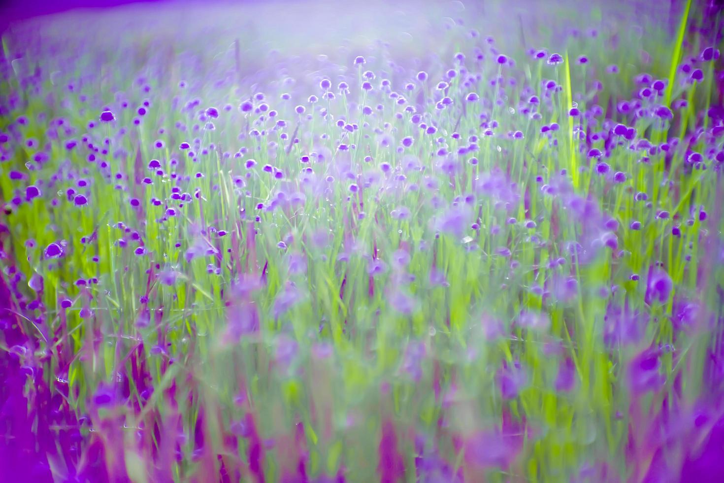 flor de flor borrosa, púrpura en el campo. hermoso crecimiento y flores en el prado que florece en la naturaleza foto