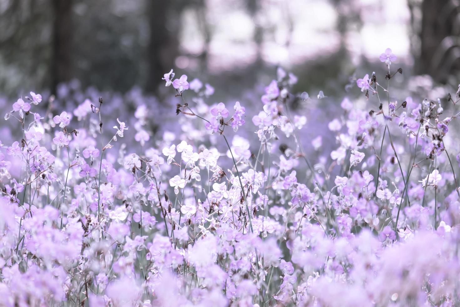 flor de flor morada en el campo, hermoso crecimiento y flores en el prado que florece en la mañana. pastel suave en el fondo de la naturaleza, estilo vintage foto