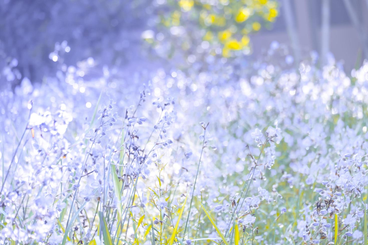 Blurred,Purple flower blossom on field. Beautiful growing and flowers on meadow blooming in the morning,selective focus nature on bokeh background,vintage style photo