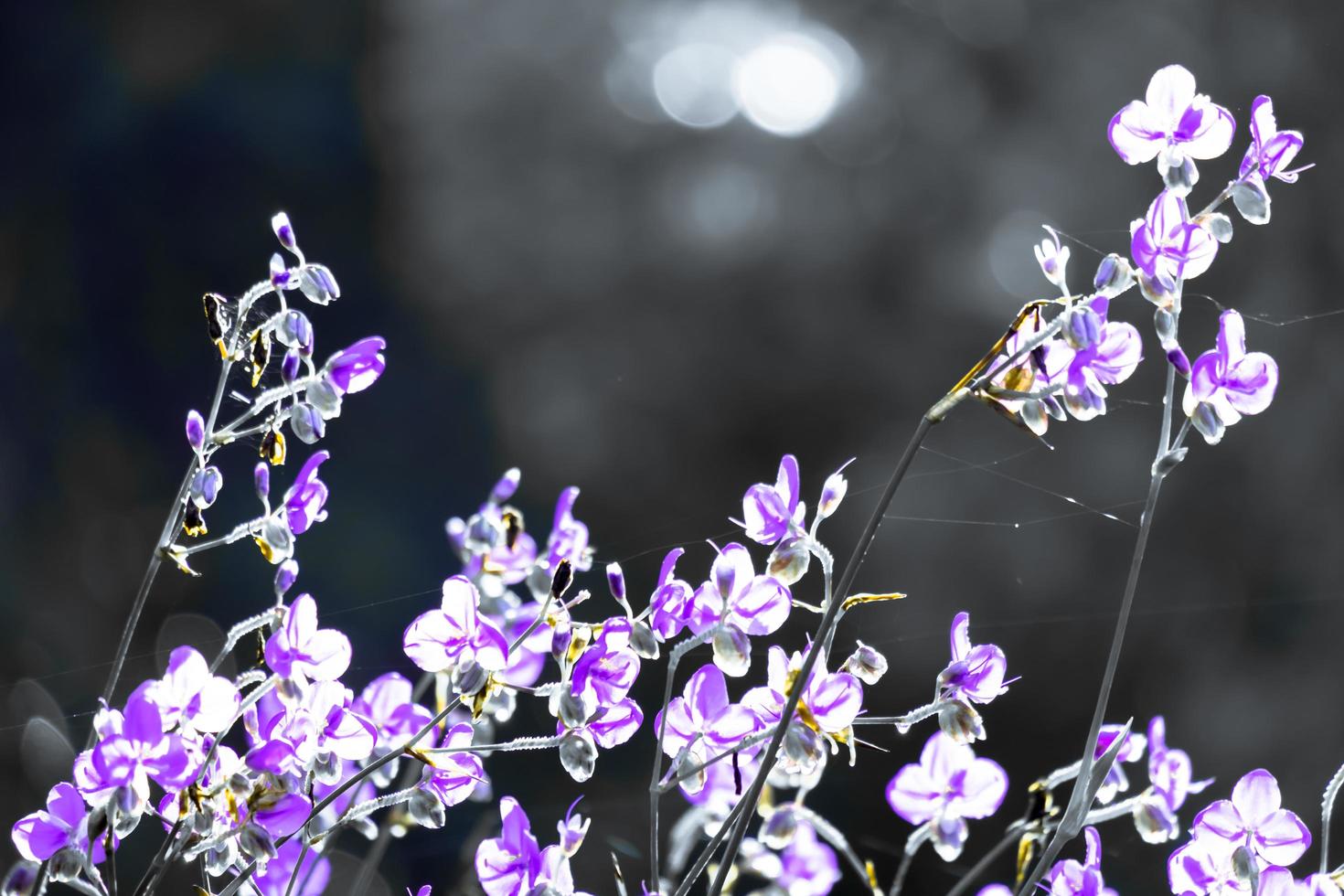 flor de flor silvestre borrosa, púrpura en el campo. hermoso crecimiento y flores en el prado que florece en la mañana, naturaleza de enfoque selectivo en el fondo del bokeh, estilo vintage foto