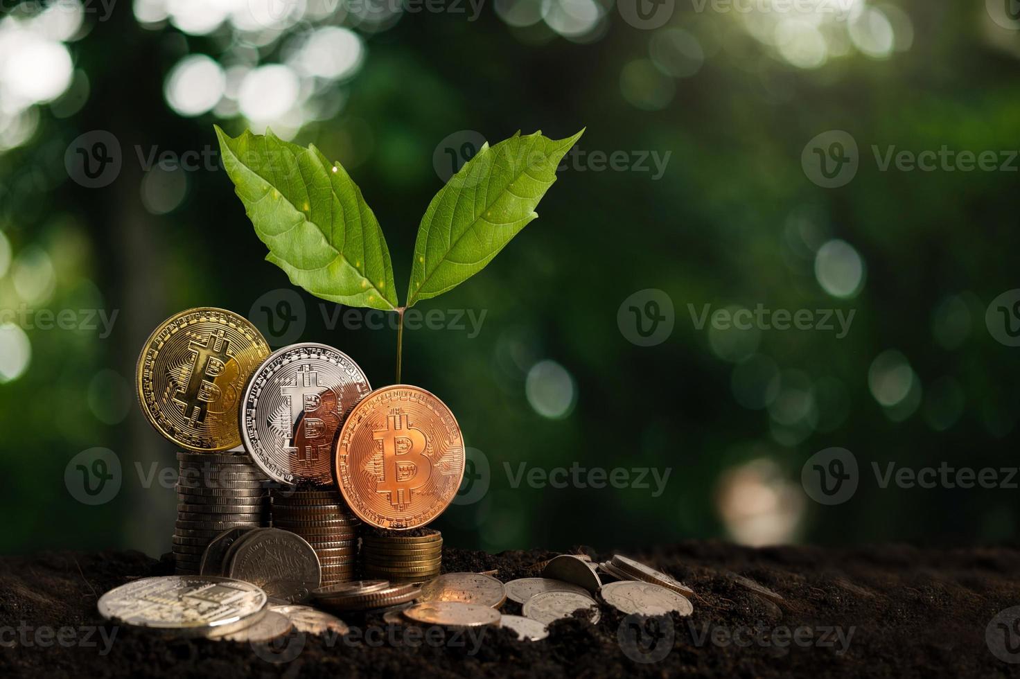 paso de crecimiento de plantas en monedas. concepto de finanzas y contabilidad. criptomoneda - litecoin, bitcoin, ethereum foto