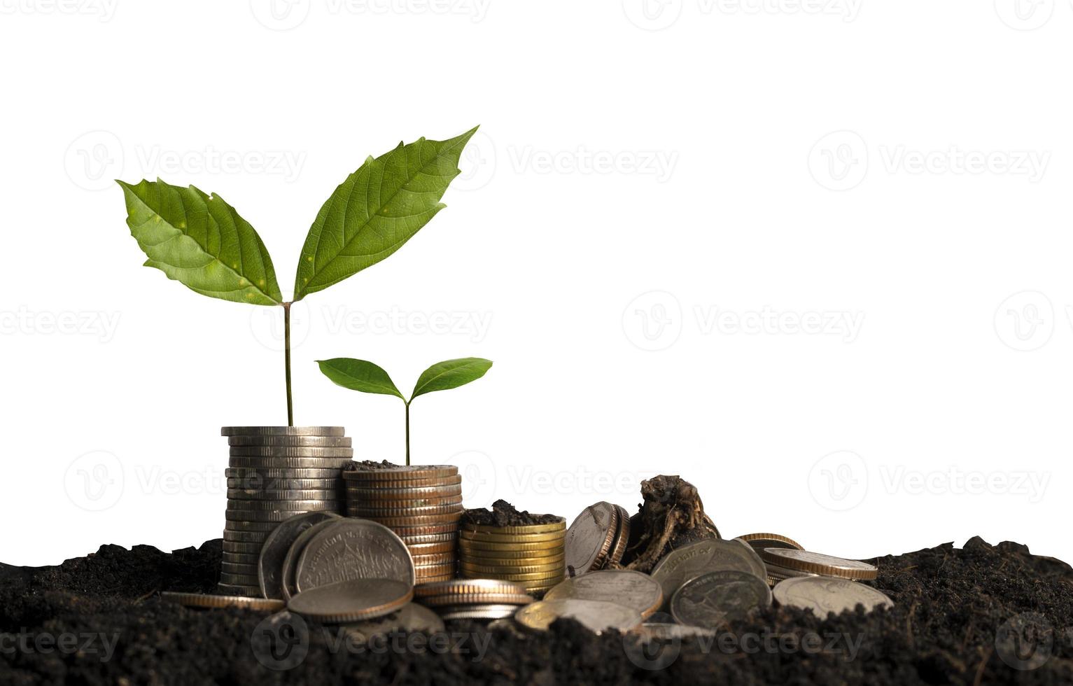 The seedlings are growing on the coins that are stacked together against Isolated in background photo