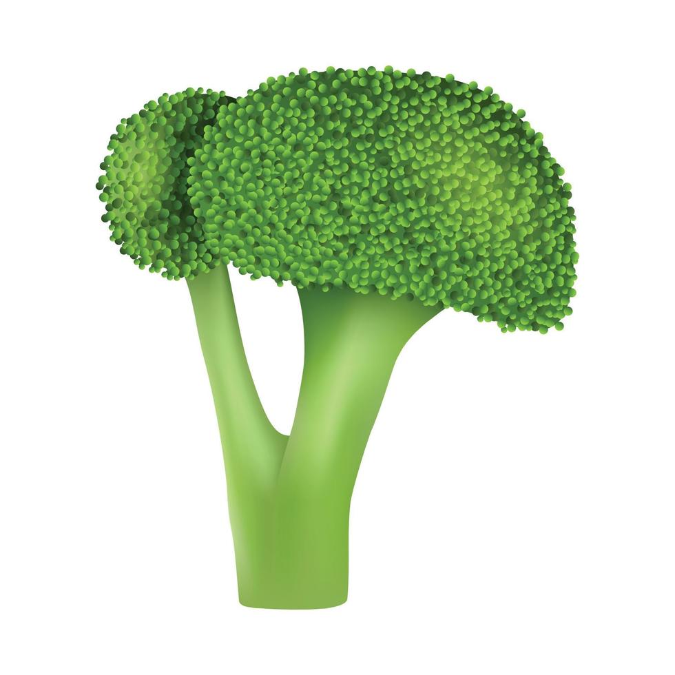 Garden broccoli icon, realistic style vector