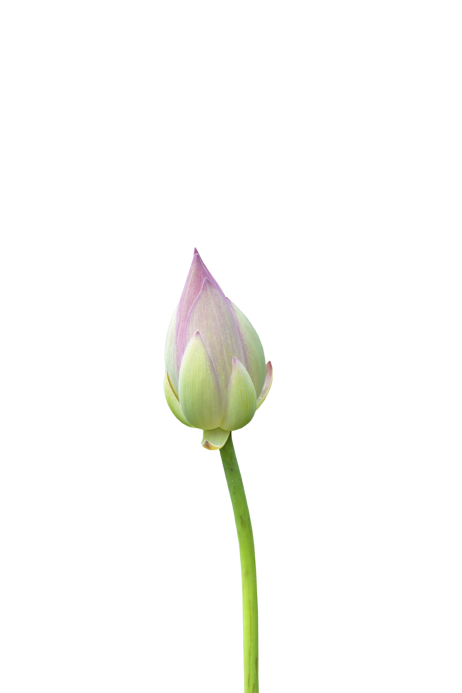 flor de loto naturaleza aislada png