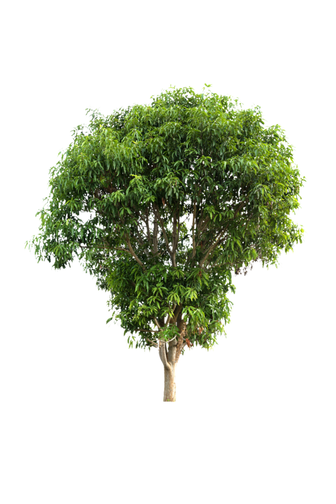 Mangobaum isoliert png