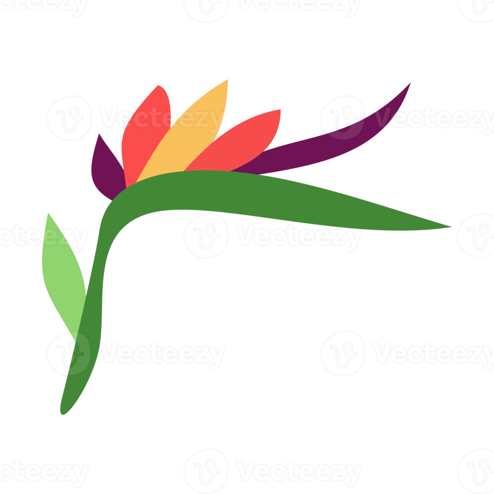 Bird of paradise flower illustration for design element png