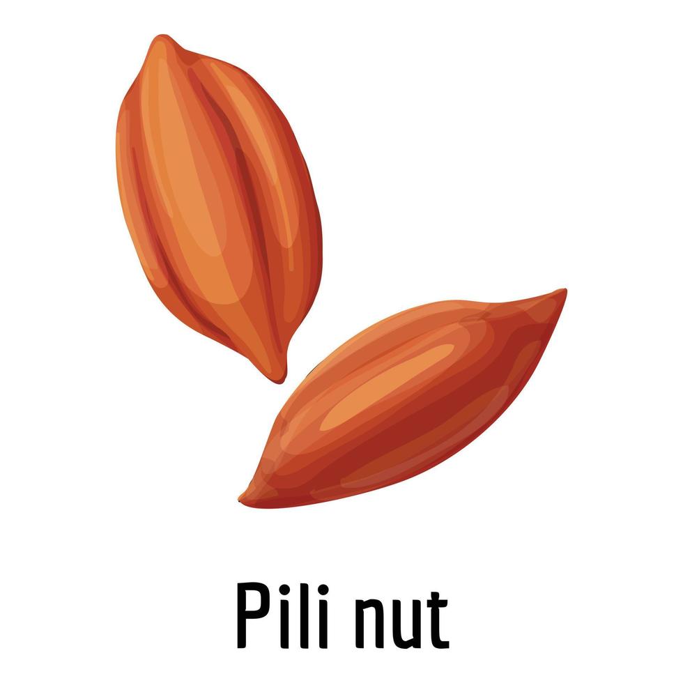 Pili nut icon, cartoon style vector