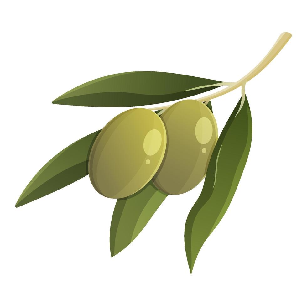 Olive branch isolated on white. Vector illustration