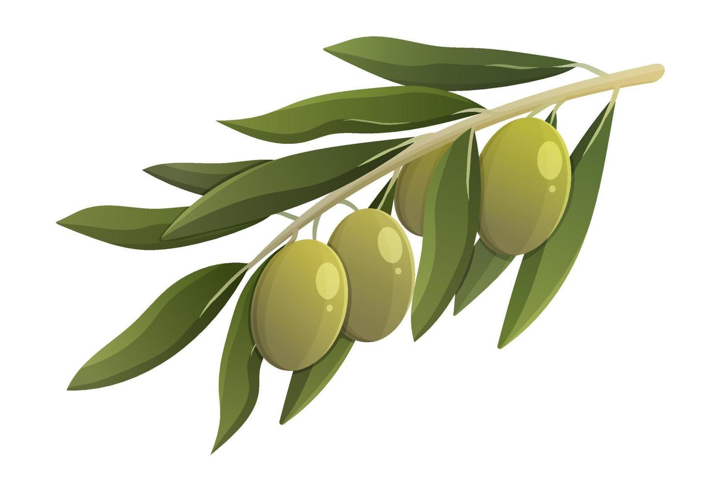 rama de olivo con hojas verdes. ilustración aislada de vector de dibujos animados