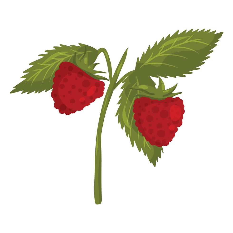 Strawberry branch with green leaves vector