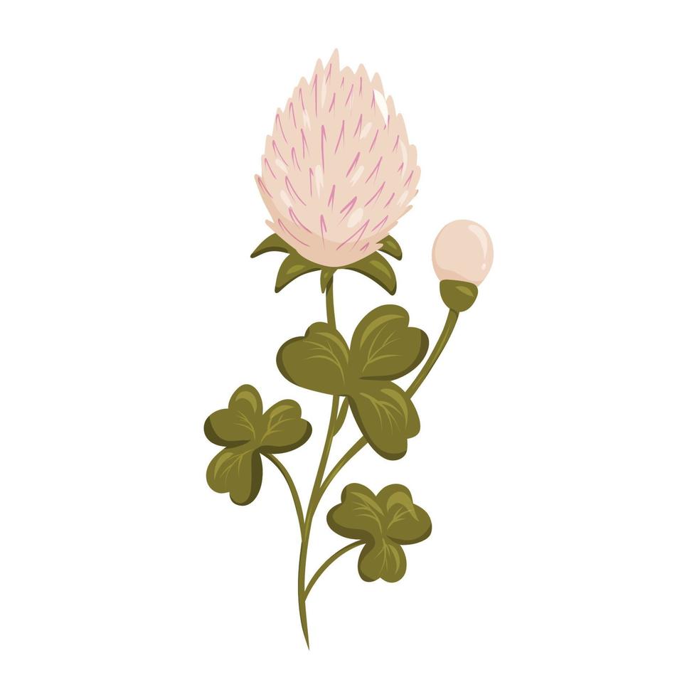 Flowering clover with green leaves vector