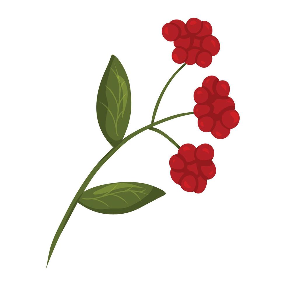 Cranberry branch with green leaves vector