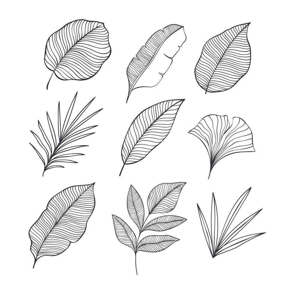 Set of Hand drawn tropical leaves element. Vector illustration isolated on white background