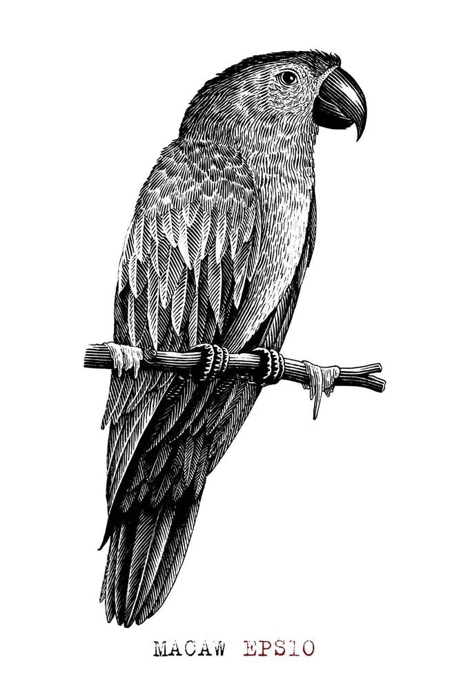 Macaw hand draw vintage engraving style vector