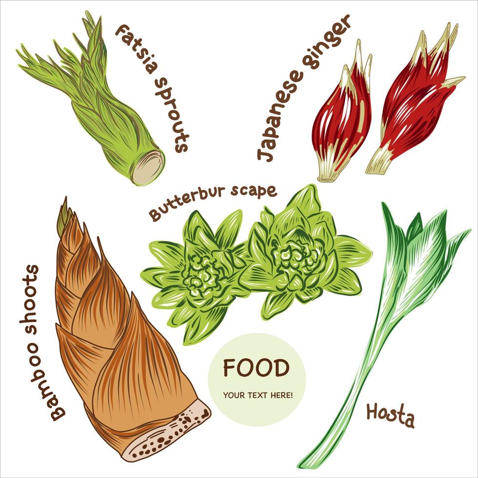 Japanese cooking ingredients, vegetables. wasabi root, bamboo shoots, daikon and myoga ginger, hosta, butterbur scape, fatsia sproutsAsian food, oriental cuisine. Flat hand drawn vector illustration.