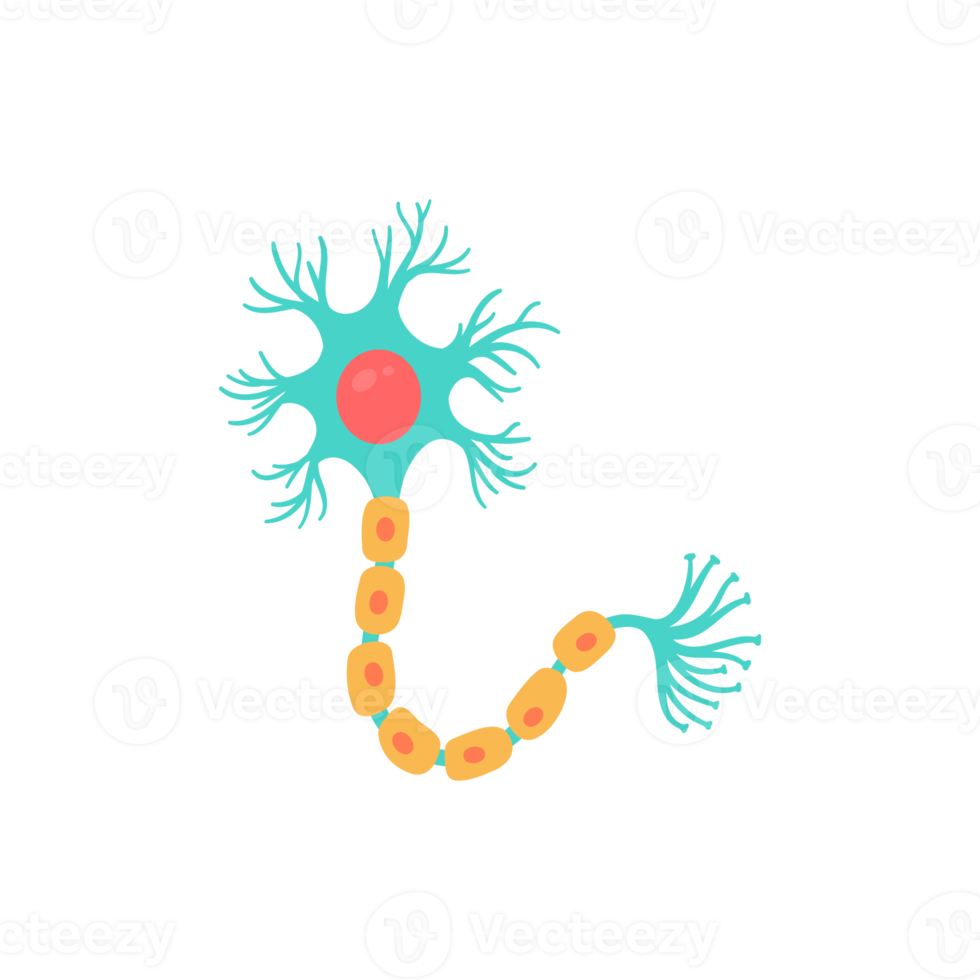 modello di neurone sensoriale umano per studi di biologia png