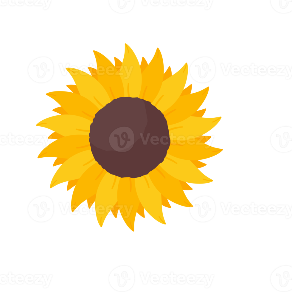 blooming yellow sunflowers full of sunflower seeds inside for decorating welcome cards png